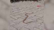 Sokakta 1,5 metrelik yılan görüldü