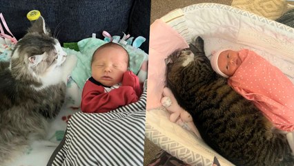 Rescue Cat Treats Human Baby As Her Own After Losing Kittens | Happily TV
