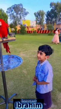 Parrot# Beautiful birds# kids# trending# viral# shorts# reel# grow#