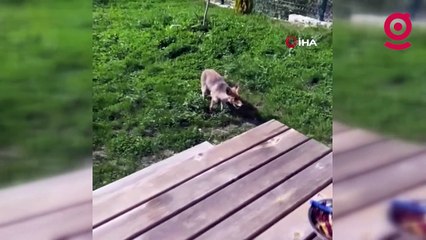 Tilkiyi elleriyle besledi