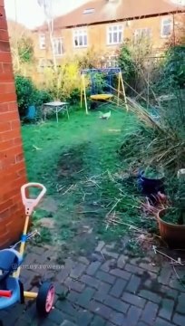 面白いペットの動画 今まで面白いペット ペット 面白いペット 生活 猫