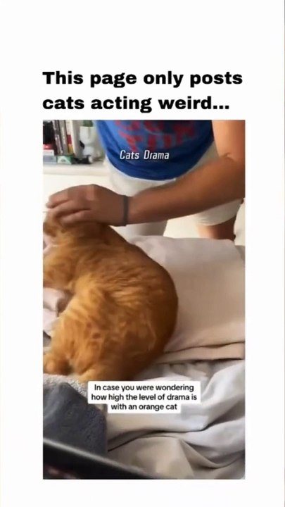 面白いペットの動画 面白いペットの生活 面白いペット ペット