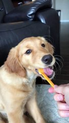 ゴールデンレトリバーは歯磨きが大好き、良い子の子犬の犬好きの歯のクリーニング