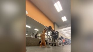 This Dog Squats Like No Other Gym Companion