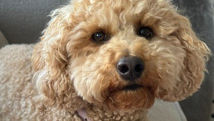 Dog bears uncanny resemblance to Hollywood actor Will Ferrell