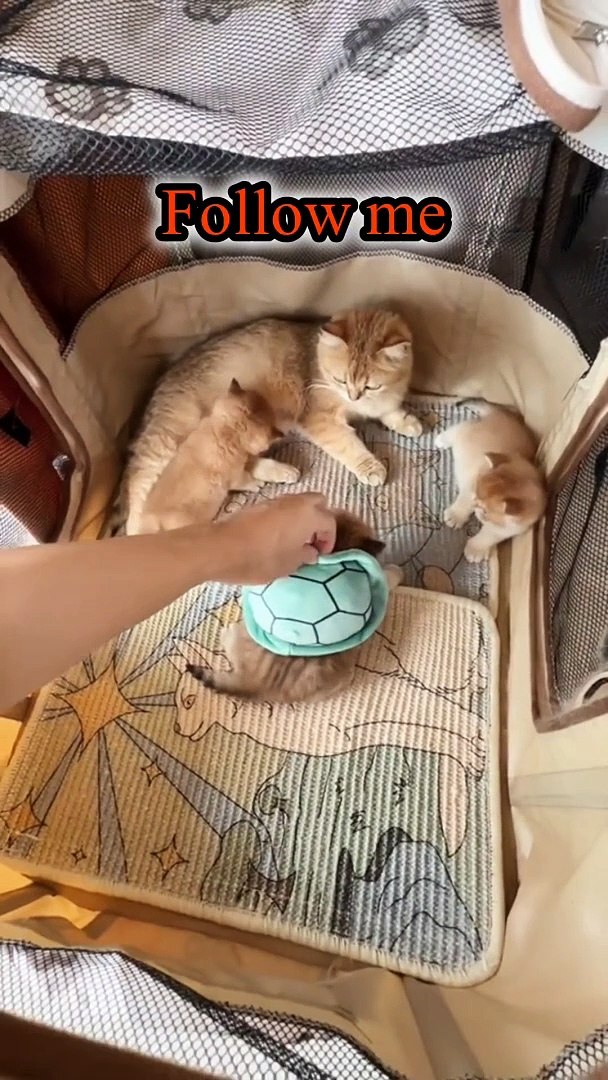 ⁣Cute funny pets | funny pets