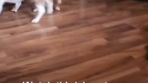 La réaction de cet ancien chien cobaye face à son premier jouet attendrit les internautes