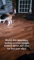 La réaction de cet ancien chien cobaye face à son premier jouet attendrit les internautes