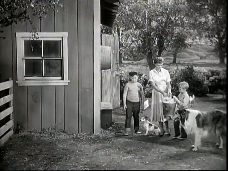 Lassie-Katy das Schwein