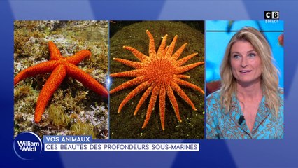 Vos animaux : ces beautés des profondeurs sous-marines !