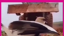 A bird trying to protect its eggs. The mother’s affection cannot be replaced by any other emotion