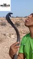 Taming poisonous snakes in Morocco