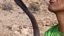 Taming poisonous snakes in Morocco