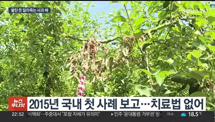 "자식처럼 키워놨는데"…과수화상병 전국 확산에 비상
