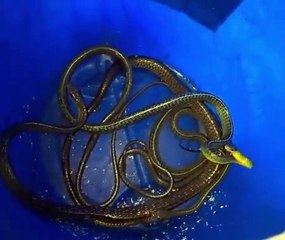 Moradora é surpreendida ao encontrar cobras dentro de máquina de lavar em SC