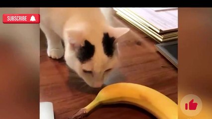 Kompilasi video kucing lucu ngakak