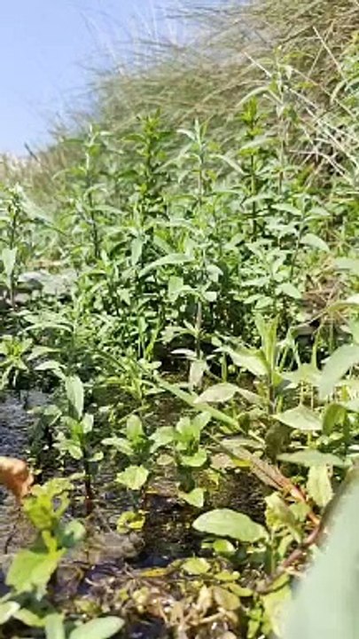Green plants