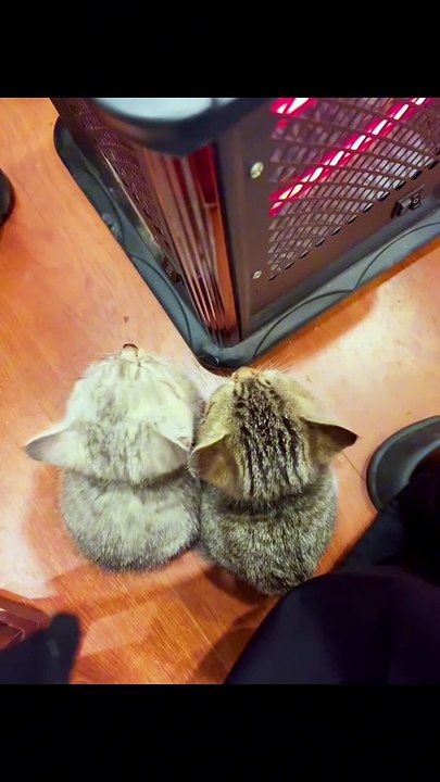 Cute Cats