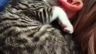 chat qui tète l'oreille de sa maîtresse