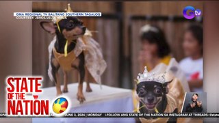 Mga alagang Chihuahua, binihisan ng pansagala | SONA