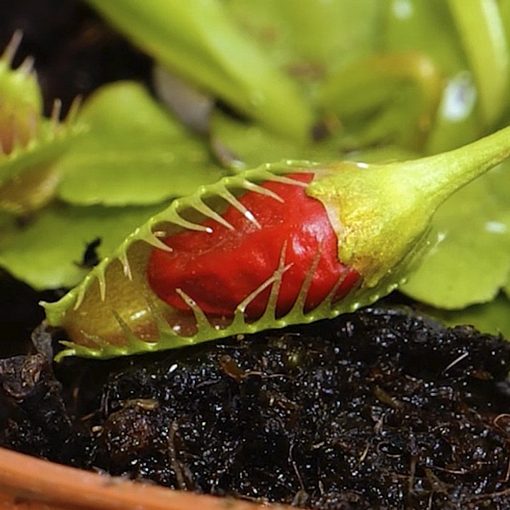 Easy natural ways to get rid of pests that coul...