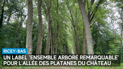 Un label "Ensemble arboré remarquable" pour l’allée des platanes du château de Ricey-Bas