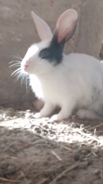 Rabbit forming