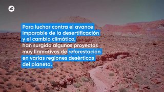 Reverdecer los desiertos, ¿una buena idea o un gran disparate?