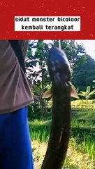 Big eel fishing Amazing