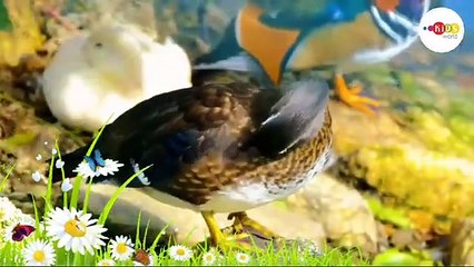 Wild animales sound cat dog eliphant Android other