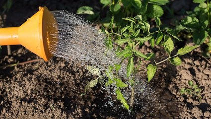 How Often to Water Your Tomatoes—and the Best Way to Do It