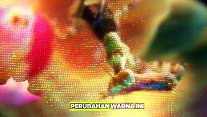 Kalian harus tau ini!?5 fakta unik belalang sembah anggrek