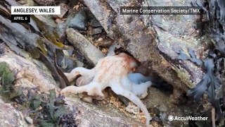 Watch this mesmerizing octopus change colors on a Welsh beach