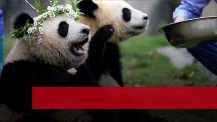 China presta dos pandas al zoológico de San Diego