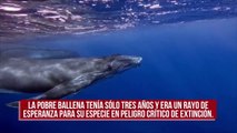 Exigen apoyo para evitar que las ballenas queden enredadas en redes de pesca