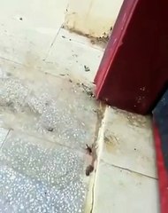 Double repas pour ce lézard malin