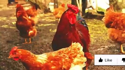 Las 5 Mejores Gallinas Ponedoras y Más Rentables
