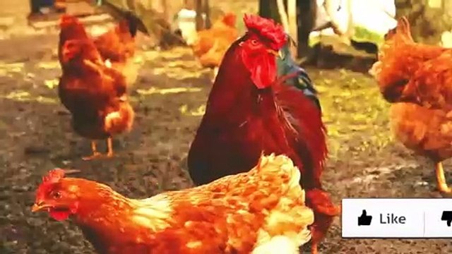 Las 5 Mejores Gallinas Ponedoras y Más Rentables