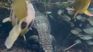 Les poissons nagent autour d'un alligator !