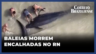 BALEIAS MORREM ENCALHADAS EM LITORAL DO RN; 16 ESPERAM RESGATE