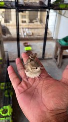 Happy Eid we catch local pakistani sparrow