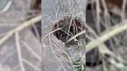 Alerta: Buraco perigoso no meio da rua no Jardim Presidente ⚠️