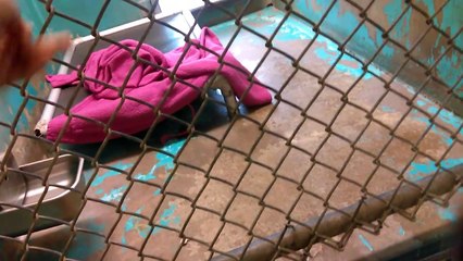 Old film~27 HSSAZ 'Kids' Adoptable 7-18-2021HarleySunnyZephrZekeWillyAnnWilsonEdgarJaxxBaileyRustyMaximoSashaAquilaCamilleZackRogueNicholasGuntherCadenceGladdieParkerKaseFayeRooDurangoBearChito7-18-2017old1934984893436842