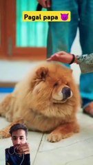 cute dog  wait end #funny #comedy #viral