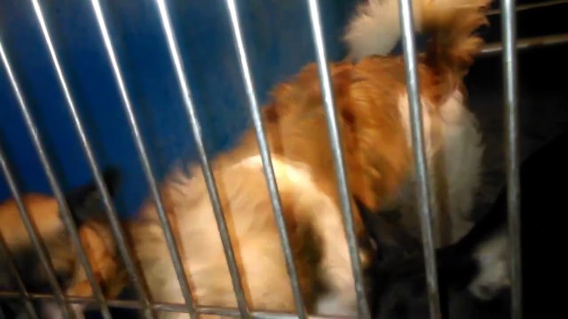 Old film 14PACC doggies adoptable_Shelby A605579, Princess, Peanut, Smiley & 10 other _Kids_ at Pima Animal Care Center 4000 N. Silverbell Tucson AZ 520-724-5900 on 7-16-17_Sorry, I was_7-17-2017old1347415522020279