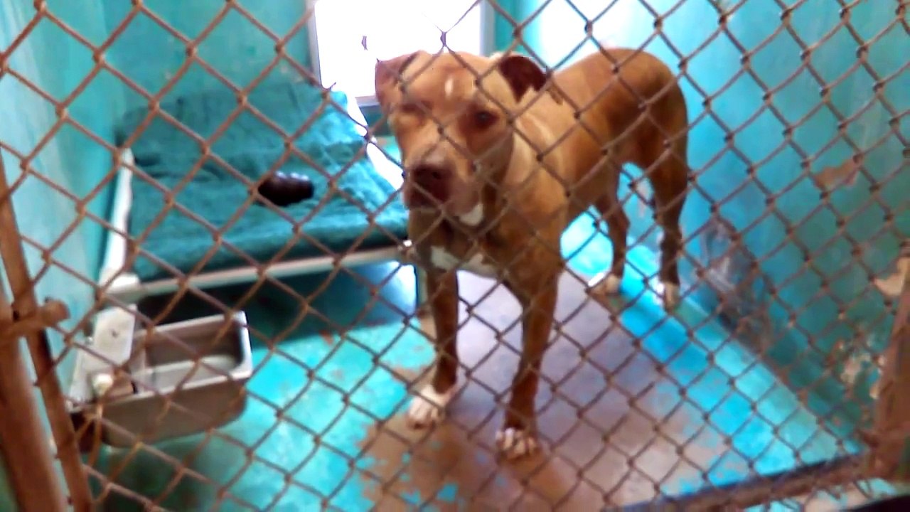 Old film❤️Kringle 3y Pet Id 840043 Humane Society of Southern Arizona❤️7-6-2017Adopted7-29-2017