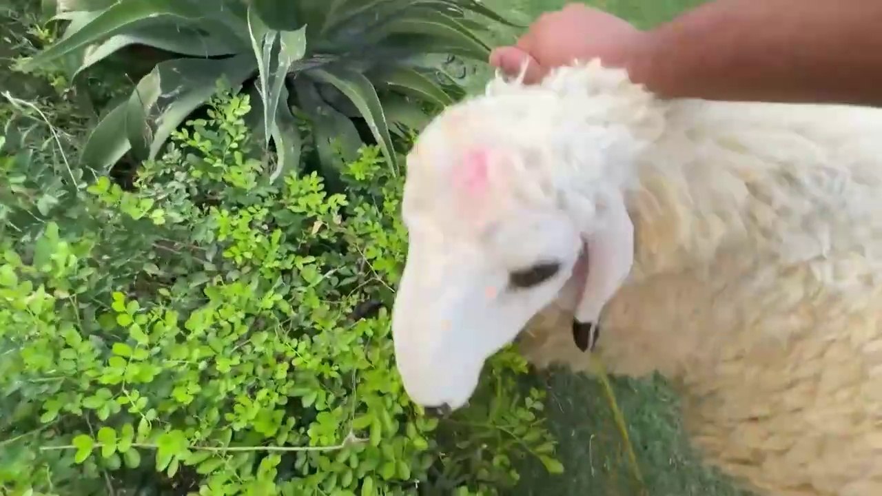 Qurbani Ka Bakra Le Liya  | Bakray Aur Shippu Ki Dosti Nahi Ho Rahi 