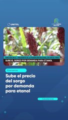Sube el precio del sorgo por demanda para etanol