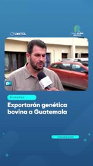 Exportarán genética bovina a Guatemala