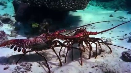 Playing with Sharks - The Valerie Taylor Story Streaming VF - FanStream